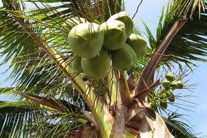 椰子的功效与作用及禁忌