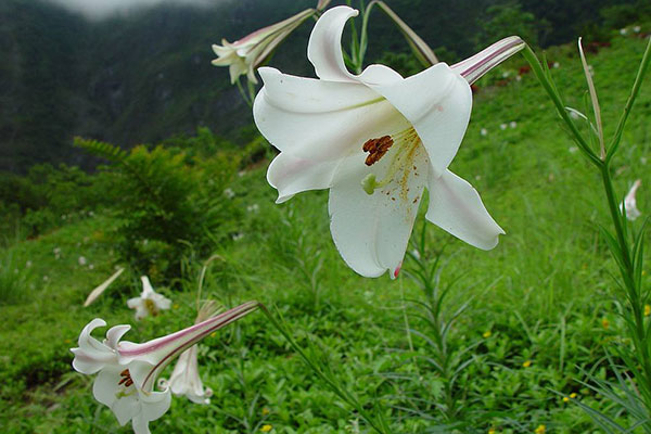 百合花的繁殖方法