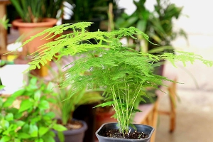 文竹的繁殖方法