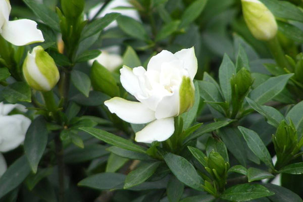 栀子花只长花苞不开花怎么办？