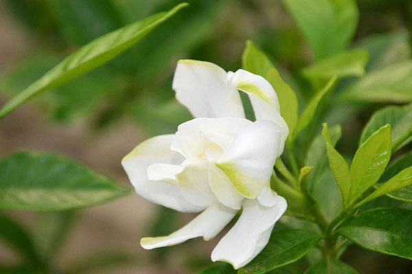 栀子花只长花苞不开花怎么办？