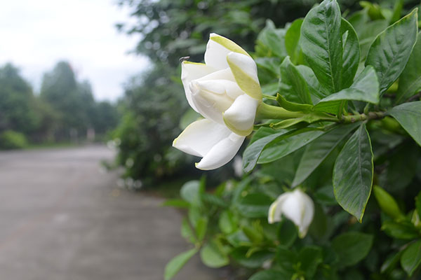 栀子花只长叶子不开花怎么办？