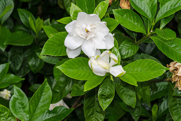 栀子花用什么水浇最好？