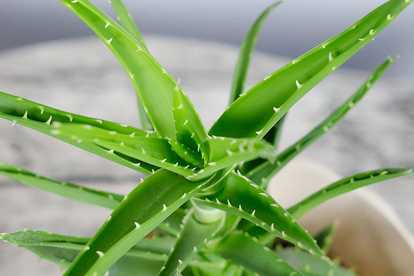 芦荟多久浇一次水？