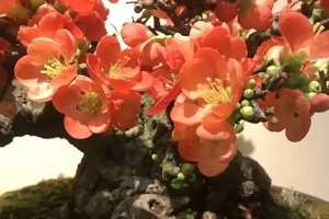 海棠花有毒吗？
