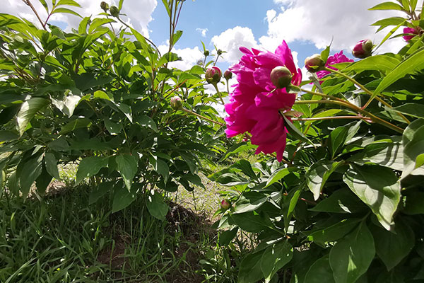 芍药花的养殖方法和注意事项