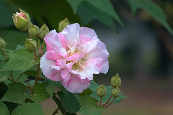 芙蓉花的繁殖方法