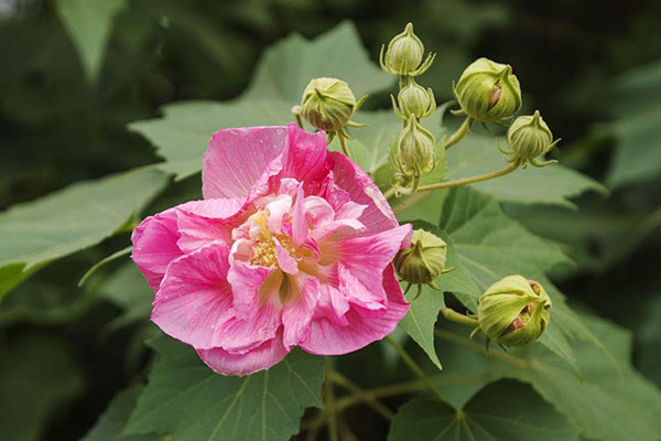 芙蓉花的养殖方法和注意事项