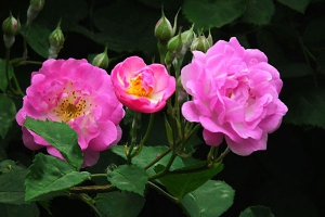 蔷薇花的繁殖方法