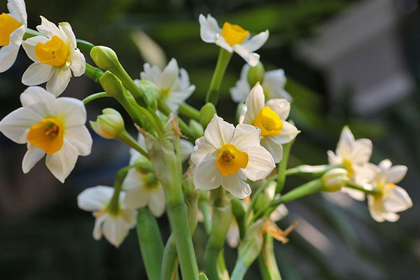 水仙花的花语和寓意及象征意义