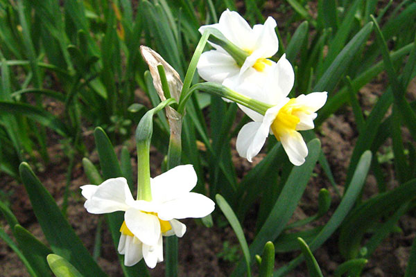 水仙花几点开花？