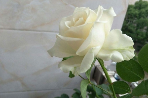 白玫瑰花语是什么意思？