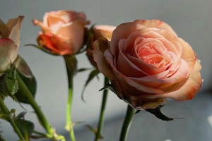 卡布奇诺玫瑰花语是什么意思？