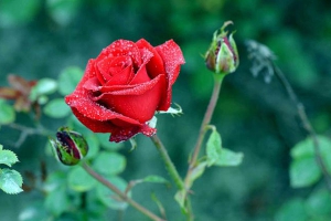 红玫瑰花语是什么意思？
