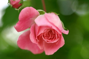 粉色玫瑰花代表什么意思？