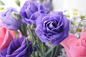 紫玫瑰花语是什么意思？