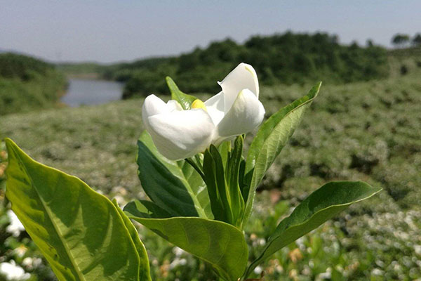 栀子花叶子发黄怎么办？