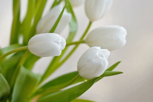 白色郁金香的花语和寓意及象征意义