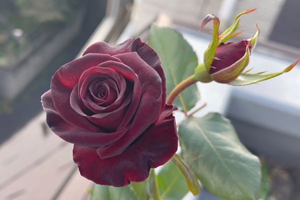 黑玫瑰图片大全，唯美黑玫瑰花图片欣赏