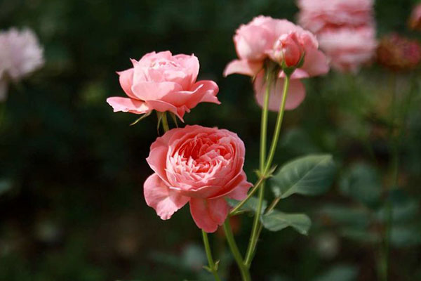 粉玫瑰图片大全，唯美粉玫瑰花图片欣赏