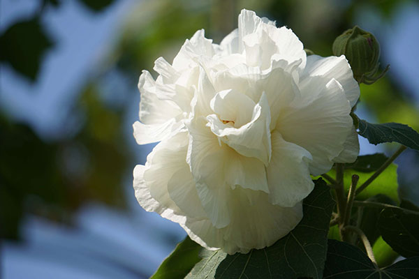 芙蓉花图片大全，芙蓉花种类名称及图片