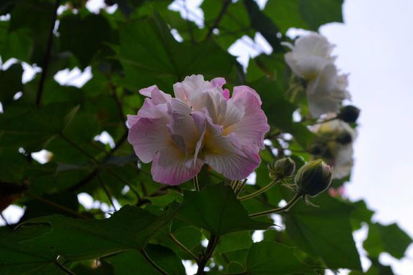 芙蓉花图片大全，芙蓉花种类名称及图片