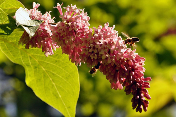 丁香花图片大全，丁香花种类名称及图片