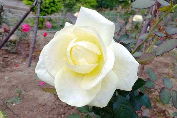 白玫瑰图片大全，唯美白色玫瑰花图片欣赏