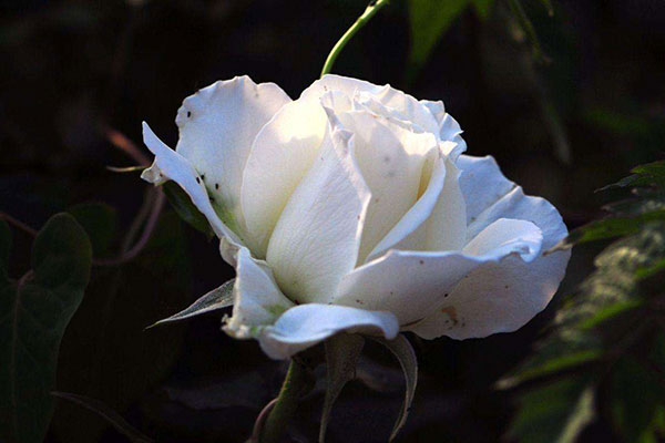 白玫瑰图片大全，唯美白色玫瑰花图片欣赏