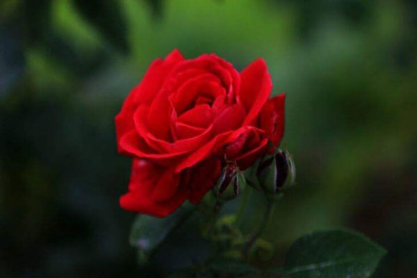 红玫瑰图片大全，唯美红色玫瑰花图片欣赏