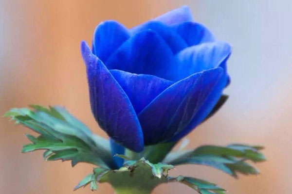 蓝玫瑰图片大全，唯美蓝玫瑰花图片欣赏
