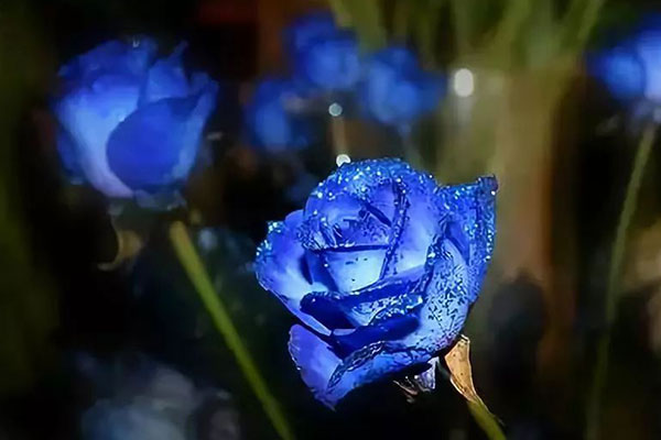 蓝玫瑰图片大全，唯美蓝玫瑰花图片欣赏
