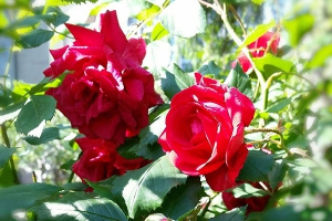 不同颜色蔷薇花的花语和寓意