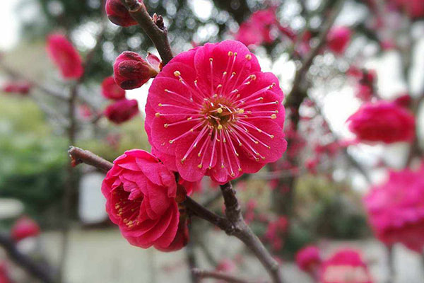 梅花图片大全，唯美梅花图片欣赏