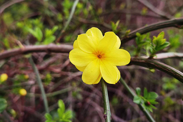 迎春花