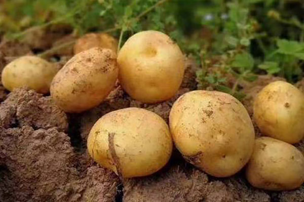 土豆的功效与作用及营养价值