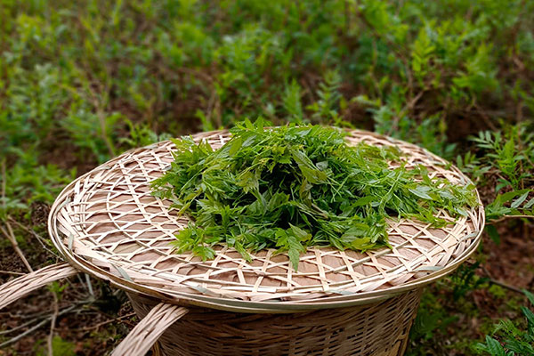 莓茶的作用和功效