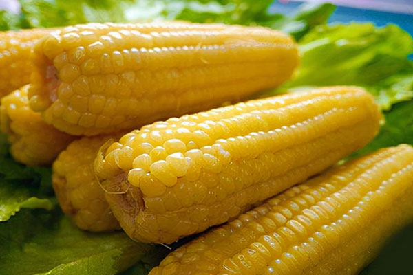 吃玉米会胖吗？