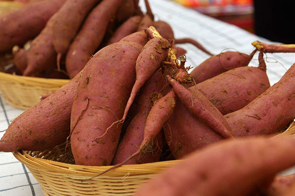 发芽的红薯能吃吗？